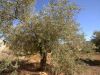 olive_cultivation_1.jpg